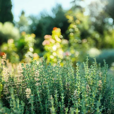 Θέρετρο Ikos 5*